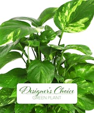 Green Plant - A Custom Design Pick