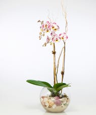 Opulent Double Orchid