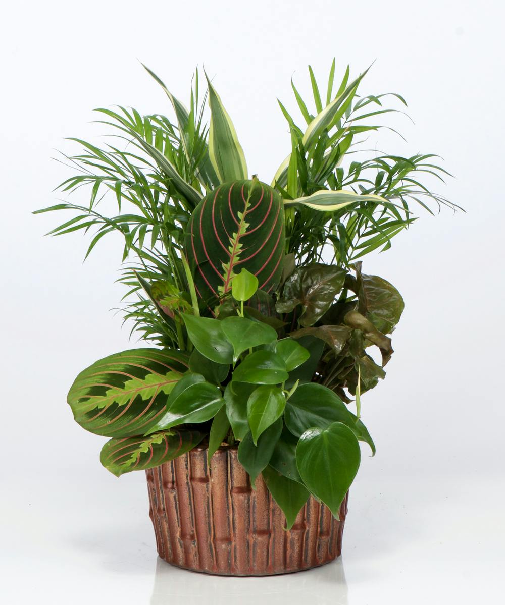 Emerald Garden Basket | Mission Viejo Florist (CA) Same-Day Plant Delivery